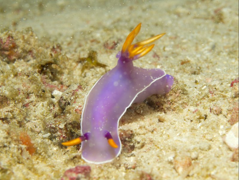 Nudibranch